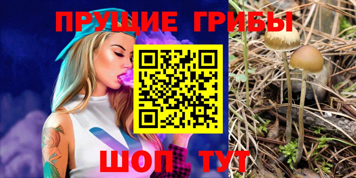 Галлюциногенные грибы Psilocybe Кирово-Чепецк